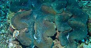 Giant Clam Sanctuary in Samal Island Travel Guide
