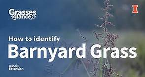 How to Identify Barnyard Grass - Grasses at a Glance