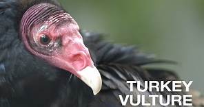 Creature Feature: Turkey Vulture