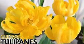 tulipanes cuidados y cultivo CHUYITO JARDINERO