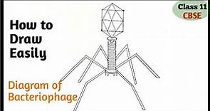 Bacteriophage Diagram easily step by step for beginners.