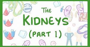 Biology - How the Kidneys Work - (Kidneys Part 1/3) #27