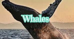 Fun Whale Facts for Kids