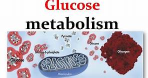 Overview of glucose metabolism