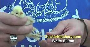 White Sultan Chicken Breed - Baby Chicks | Cackle Hatchery