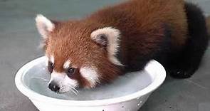 【red panda】How do cute red pandas drink water?