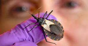 What are kissing bugs? And why are they deadly?