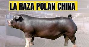 Raza de cerdo Poland Chino y sus características productivas y reproductivas