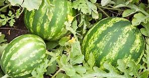 How to Grow Watermelons - Complete Growing Guide