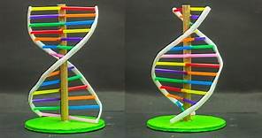 School Science Projects | DNA Model
