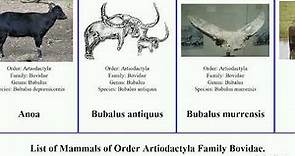Mammals of Order Artiodactyla Family Bovidae