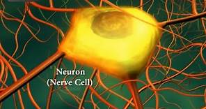 Neurons or nerve cells - Structure function and types of neurons | Human Anatomy | 3D Biology