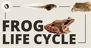 The Incredible Frog Life Cycle [Full Metamorphosis]