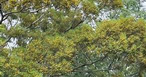 4/30/2023 #新竹香山 #青青草原 去年今天第一次造訪青青草原，空氣非常新鮮、看到#相思樹開花 #整片桂花樹開花、園區很天然，猶如兒時郊外模樣，400公尺的青青步道，吻合我對電影翡翠谷場景的想像，看到好幾隻#台灣藍鵲 在一棵樹上飛舞。也有#楓樹與槭樹林 | 陶幼麗