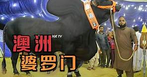 又大又强壮的婆罗门牛，被澳洲人养成巨牛，每年为澳洲赚进数千万