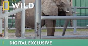 Meet The Elephants Of ZooTampa | Secrets Of The Zoo: Tampa | National Geographic WILD UK