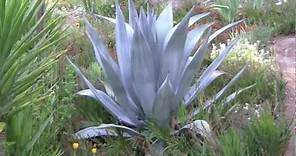 AGAVES, an overview