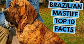 Brazilian Mastiff - TOP 10 Interesting Facts