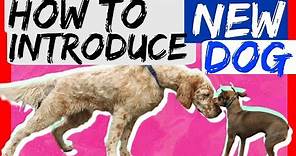 How to bring a new dog to your dog at home - Dog Training with Americas Canine Educator