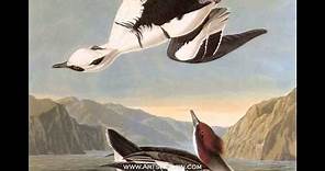 Famous John James Audubon Paintings