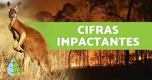 Incendios Forestales en AUSTRALIA 2019-2020 🆘