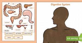 Digestive System Worksheet Cut-Outs