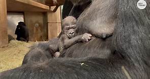 Smithsonian Zoo celebrates birth of a critically endangered western lowland gorilla