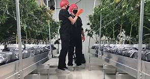 A tour of Canveda with first and only cannabis grow-op in Peterborough