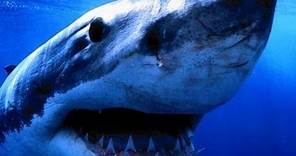 Alaskan Killer Shark - Nature Documentary (HD)