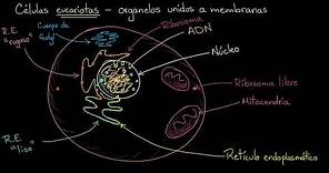 Organelos en células eucariotas | Khan Academy en Español