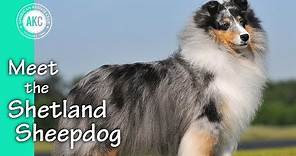 Meet the Shetland Sheepdog