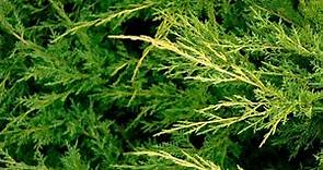 Tipos de enebros o juniperus - Decogarden