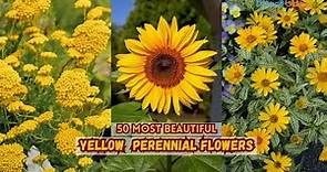 50 Most Beautiful Yellow Perennial Flowers | Add Vibrant Colors to Your Garden All Season Long