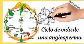 Ciclo de vida de una planta con flor [Angiosperma]