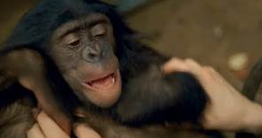 CUTE! Ticklish Bonobo Can't Stop Laughing | Earth Unplugged