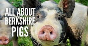 Berkshire Pigs: All You Need to Know