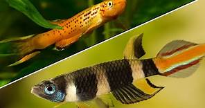 Top 5 Killifish That Every Beginner Should Try