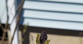 Sensation Lilac: pre-bloom phase