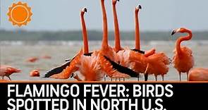 Flamingo fever: Birds spotted throughout unexpected states | AccuWeather