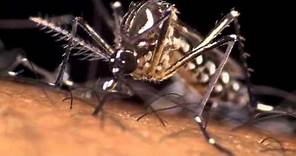 Aedes Aegypti: the dengue mosquito in action