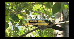 The World of Birds Ep. 1: What is a Bird? An Introduction to Bird Anatomy