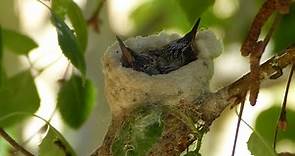 Hummingbird Babies - Everything You Need To Know (with lots of pictures)