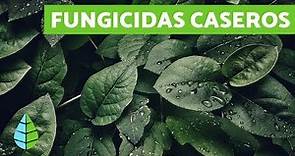 FUNGICIDAS CASEROS - TIPOS DE FUNGICIDAS