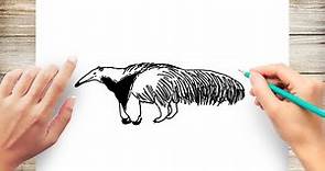 How to Draw An Anteater