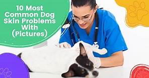 10 Most Common Dog Skin Problems With (Pictures) - I Love Veterinary
