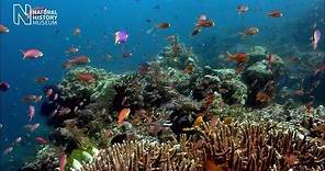 Coral reefs in peril: why it matters and what we can do to help | Natural History Museum