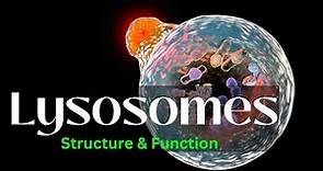 Lysosomes: Structure and Function|| biology|| Cell Biology
