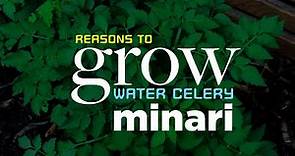 Reasons to Grow Water Celery (Minari)