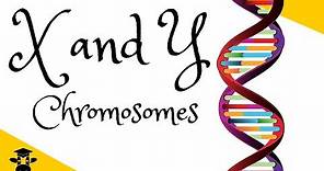 X and Y chromosomes explained