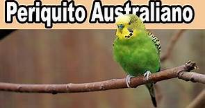 Periquito Australiano Melopsittacus Undulatus